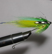 ���� ������� ���� Canari ( ��� ������ )